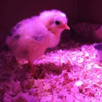 LED燈的特性可以提高家禽的產量和利潤