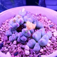 紫外光led植物燈對室內植物生長的好處