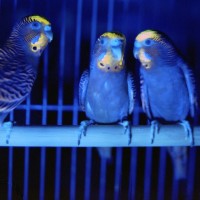 UVa-LED補光燈對鳥類(與爬蟲類)的重要性