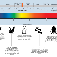 鳥類LED照明技術(1)：鳥類的眼睛